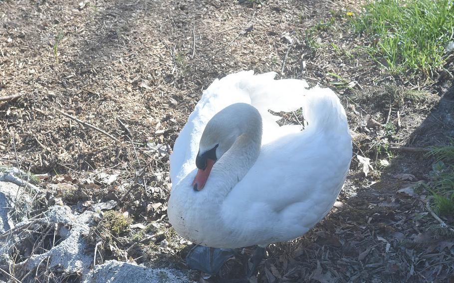 It's not hard to find wildlife such as this swan during a trip to Lake Barcis. This guy was a bit aggressive in either searching for food or defending its territory.