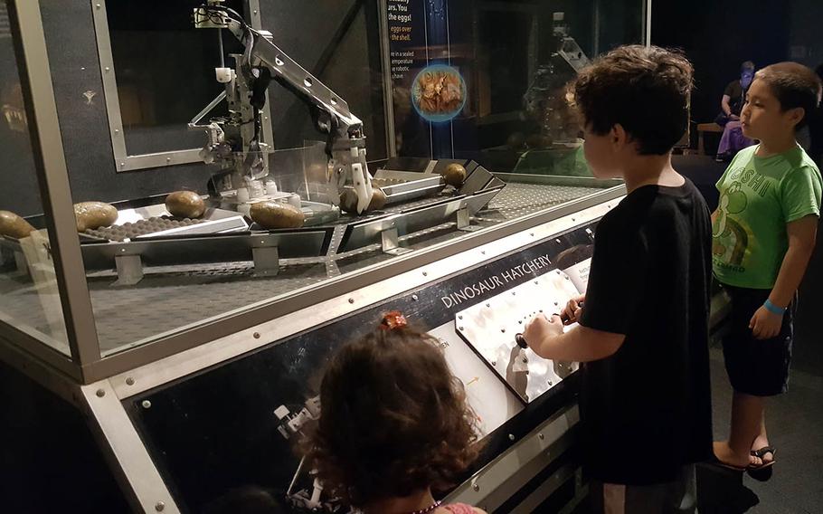 A visitor at Expedition: Dinosaur uses a robotic arm to move faux prehistoric eggs at the Dinosaur Hatchery display.