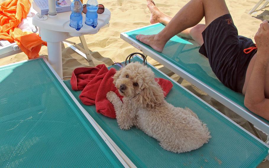 Desi, a miniature poodle, relaxes on his chair at Bau Bau Beach in Jesolo, Italy.