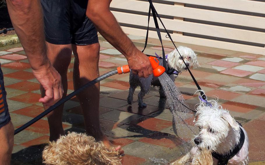 After a day at Bau Bau Beach in Jesolo, Italy, dogs take a shower.