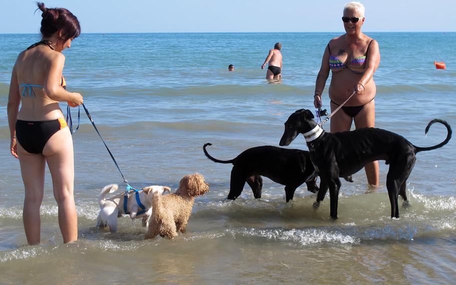 At Bau Bau Beach in Jesolo, Italy, greyhounds, poodles and mixed breeds all get along.