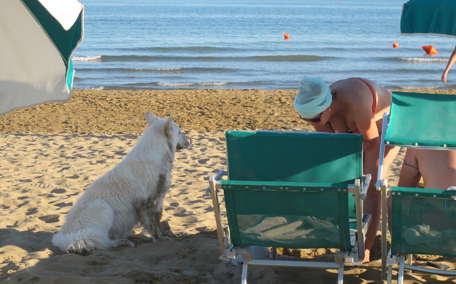 Bau Bau Beach in Jesolo, Italy, caters to canines and their owners. Beach entry price is variable. Here, a white dog's owner has sprung for the premium front row of chairs.