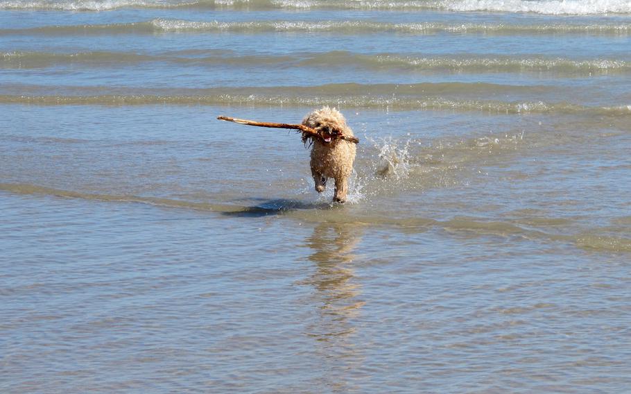 Desi, a miniature poodle,fetches a stick at Bau Bau Beach in Jesolo, Italy.