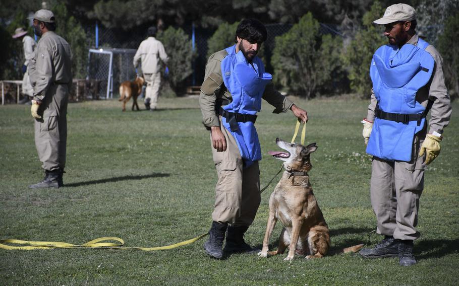 Mohammad Sharif, left, and Taj Mohammad inspect one of the 140 mine-detection dogs at the Mine Detection Center in Kabul.