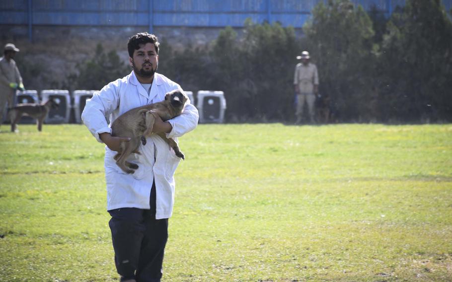 Mohammad Zarif retrieves Mike, a puppy that had been let loose to run around a field at the Mine Detection Center in Kabul.