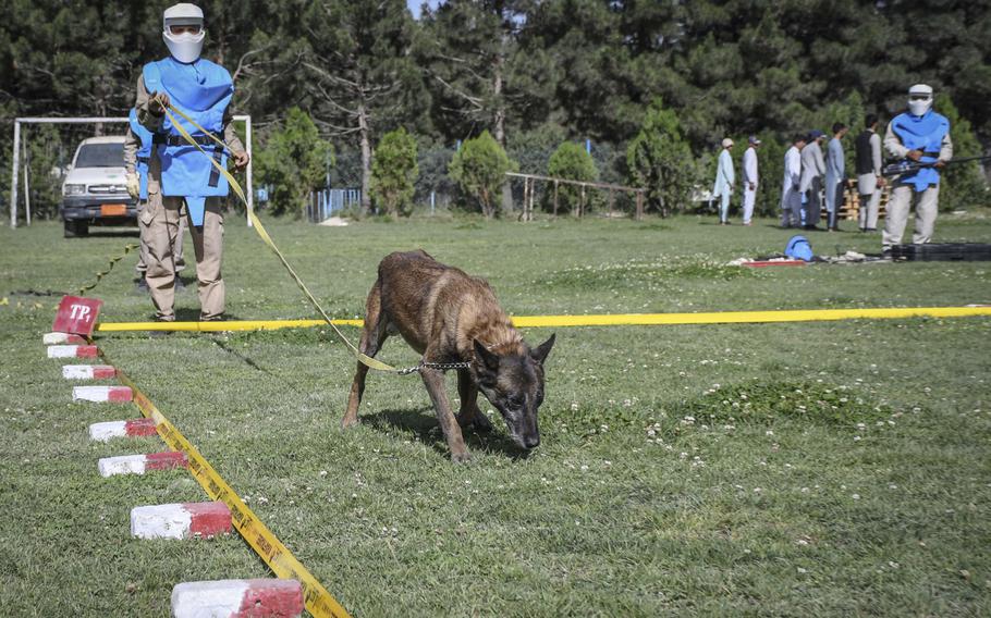 Virkerikki, a mine-detection dog, sniffs out mines as part of training at the Mine Detection Center in Kabul, a program that began as a U.S.-funded pilot program in 1989 and has cleared more than 170 million square meters of minefields. 