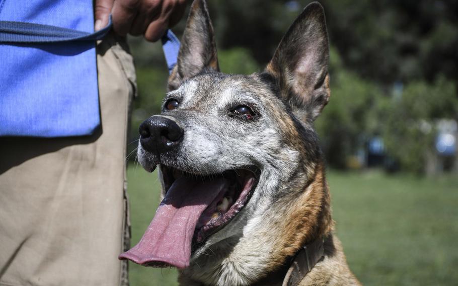 Olga, a 7-year-old Malinois and a veteran mine-detection dog, practices for obedience training at the Mine Detection Center in Kabul.