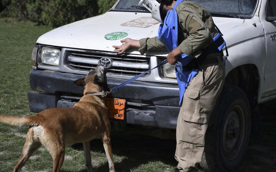 Olga, a 7-year-old Malinois and a veteran mine-detection dog, searches a car for explosives as part of training at the Mine Detection Center in Kabul.
