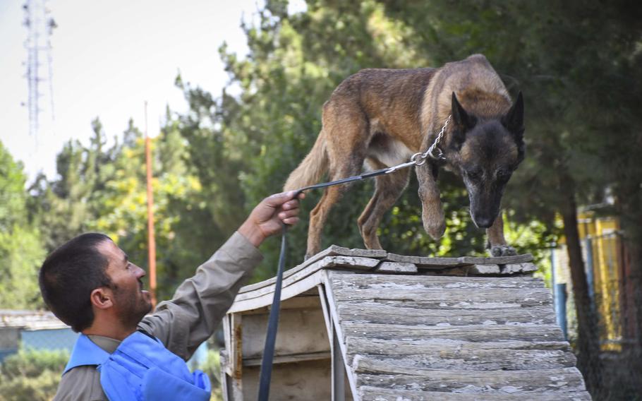 Trainer Zia u din guides Virkerikki, a mine detection dog, through an obstacle course as part of training at the Mine Detection Center in Kabul, a program that began as a U.S.-funded pilot program in 1989.