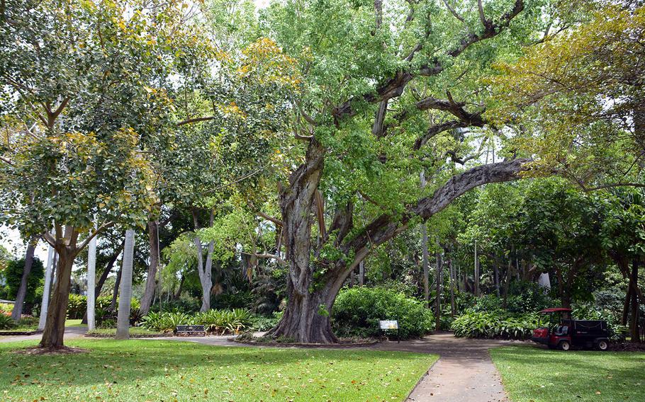 A towering bodhi tree greets visitors as they enter Foster Botanical Garden in Honolulu.