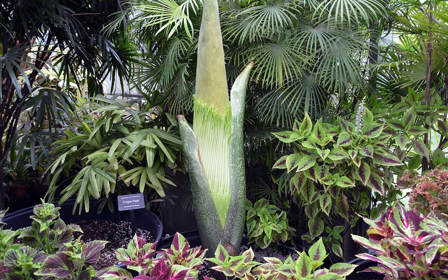 The corpse flower at Foster Botanical Garden last bloomed earlier this year in March.
