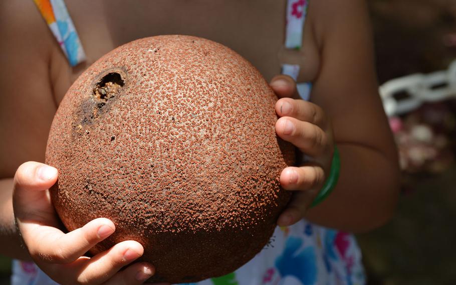 The fruit of the cannonball tree is filled with foul-smelling pulp.