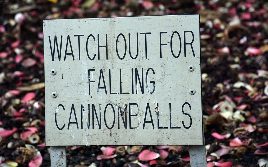 A helpful sign posted at the foot of looming cannonball tree, whose fruit grow directly out of the trunk and can carry a wallop to anyone standing below.
