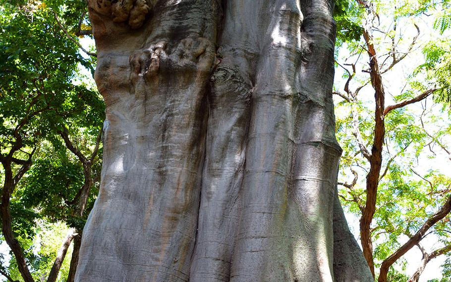 A visitor to Foster Botanical Garden in Honolulu stands beside a massive baobab tree. The baobab, an African native, possesses the largest trunk in the garden. In its native country bats drink the nectar from its flowers, baboons eat the fruit and giraffes reach its hard-to-get leaves.