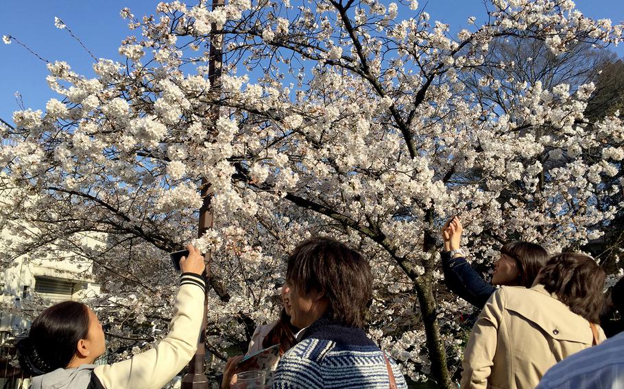 Tokyo's Inokashira Koen is a famous spot for hanami, or cherry blossom viewing, and is even included in Japanese government’s list of the 100 best hanami locations in Japan.