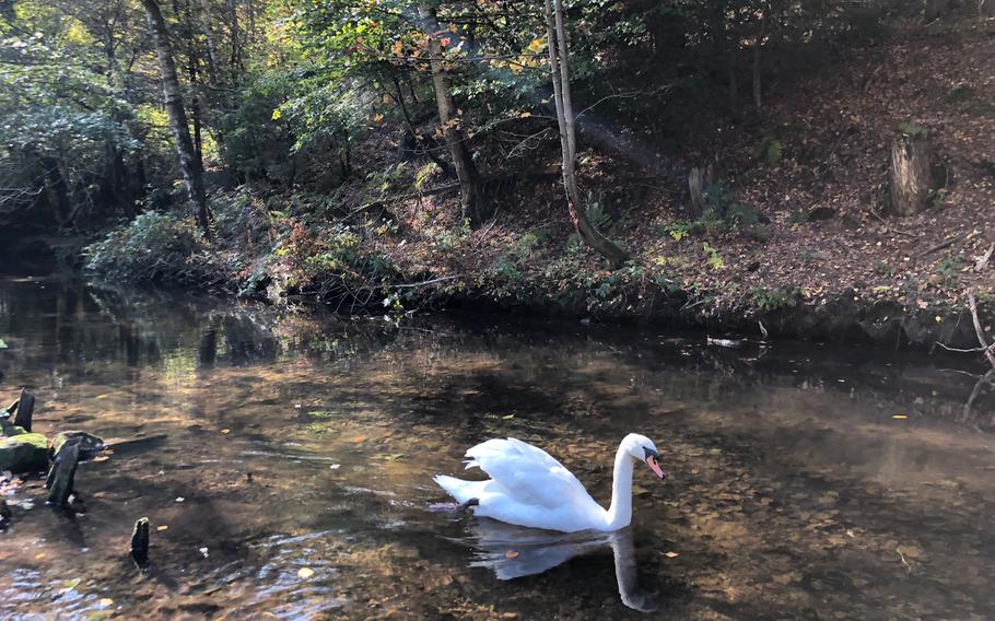 A white swan swims in the pond outside the restaurant Klug'sche Muehle, in Trippstadt, Oct. 10, 2018.
