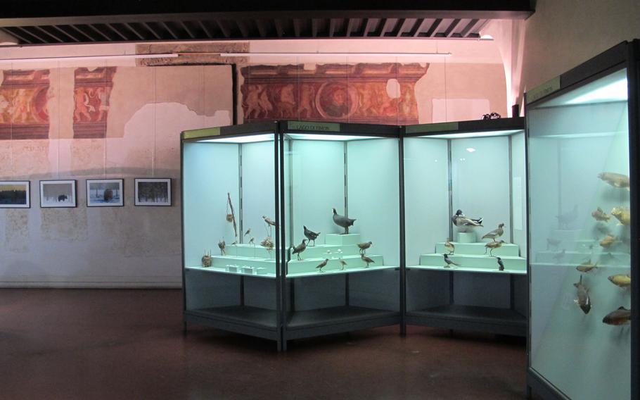 Vicenza's Natural History and Archaeological Museum includes stuffed birds to display some of the fauna of the region.
