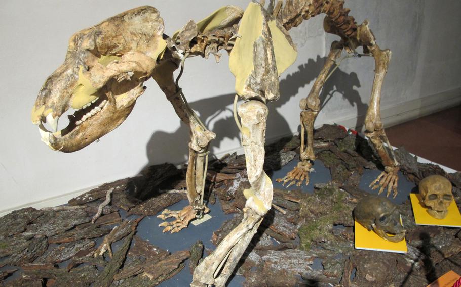 The highlight of ''Orsi & Uominini'' at Vicenza's Natural History and Archaeological Museum is a skeleton of the Ice Age cave bear, which became extinct some 30,000 years ago.