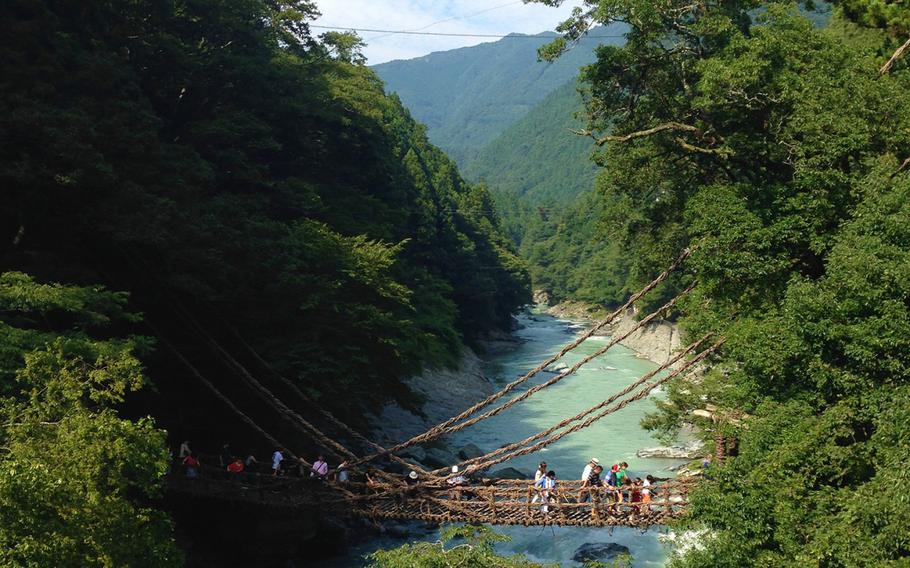 Nishiiyayama Village's vine bridge, Kazura Bashi, is 45 meters long and is covered in Actinidia arguta vines.