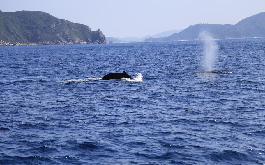 The best way to spot a whale is to look for the streams of water the whales expel from their blowholes, as they look like fountains shooting out from the ocean.