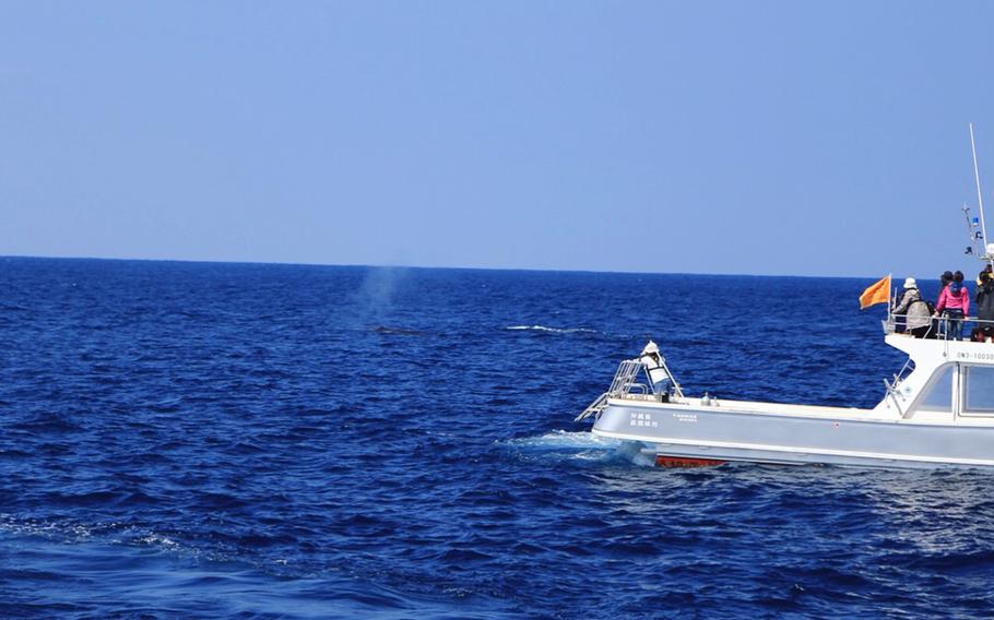A variety of operators, including the Zamami Whale Watching Association, offer whale watching excursions near Okinawa.