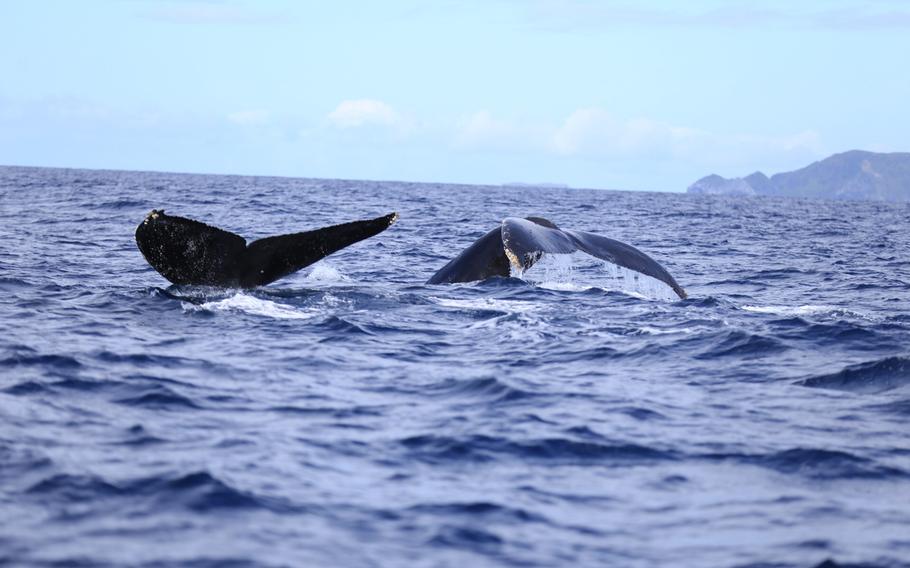 Every year, humpback whales migrate to the temperate waters near Okinawa to give birth to their calves.