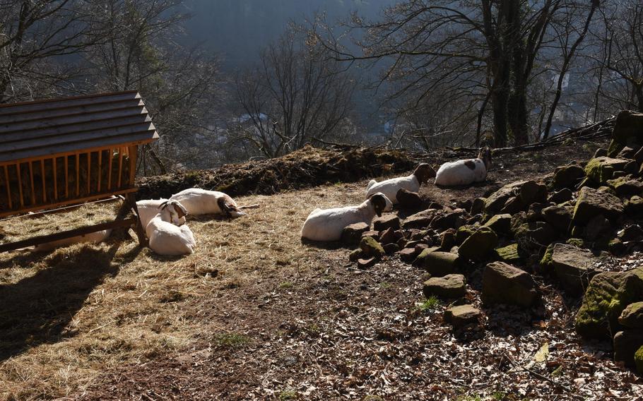 Goats nap on a southern-facing hillside near Hohenecken castle in Germany. Local authorities are cutting down trees near the castle and allowing goats to graze to make the area more of a meadow with a variety of flowers and grasses.