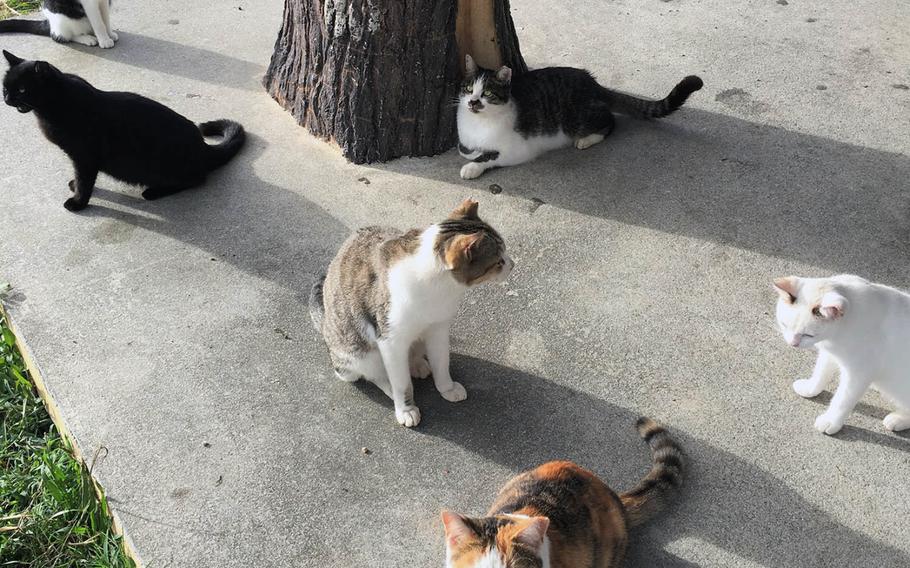 Ojima's stray cats usually can be spotted near tempura shops.