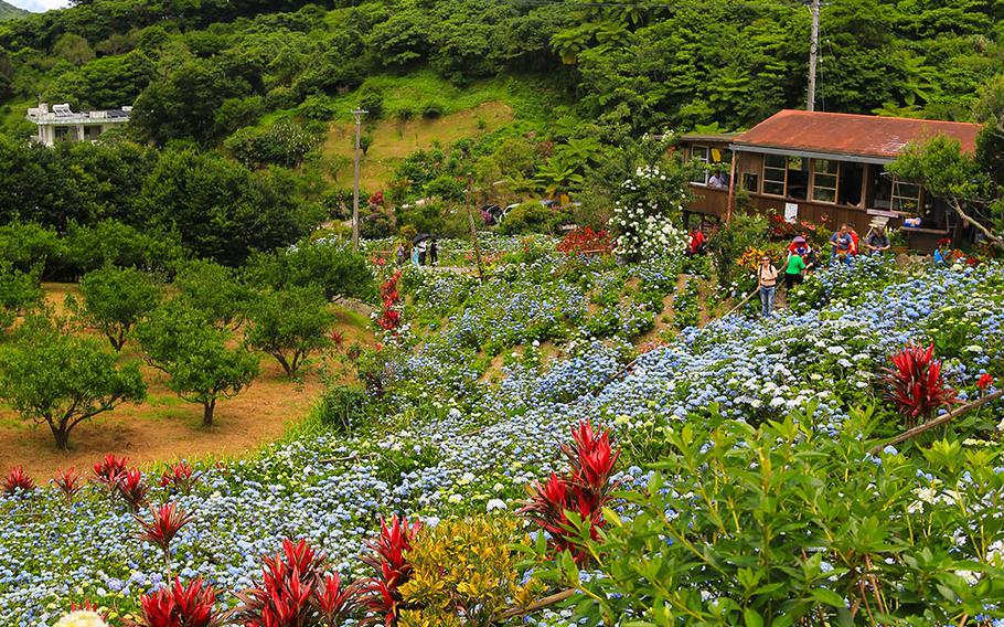 Uto Yohena started Yohena Hydrangea Garden on Okinawa at age 60 with just a few hydrangeas from a relative.