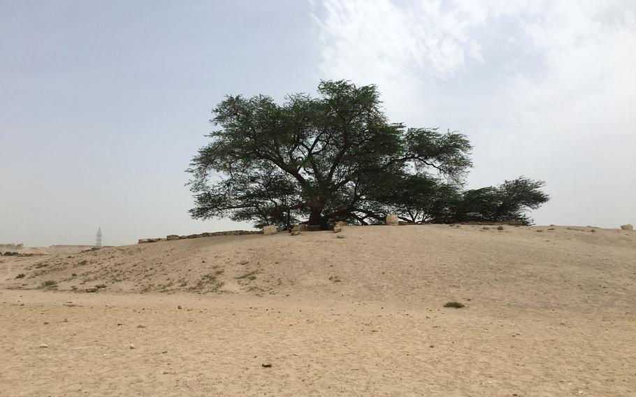 The Tree of Life, a 400-year-old tree with no known water source, rests on a quiet day in the Southern Governate of Bahrain on May 11, 2019. The Southern Governate is home to Bahrain?s more arid and less-populated landscapes, perfect for off-roaders looking to escape the city.