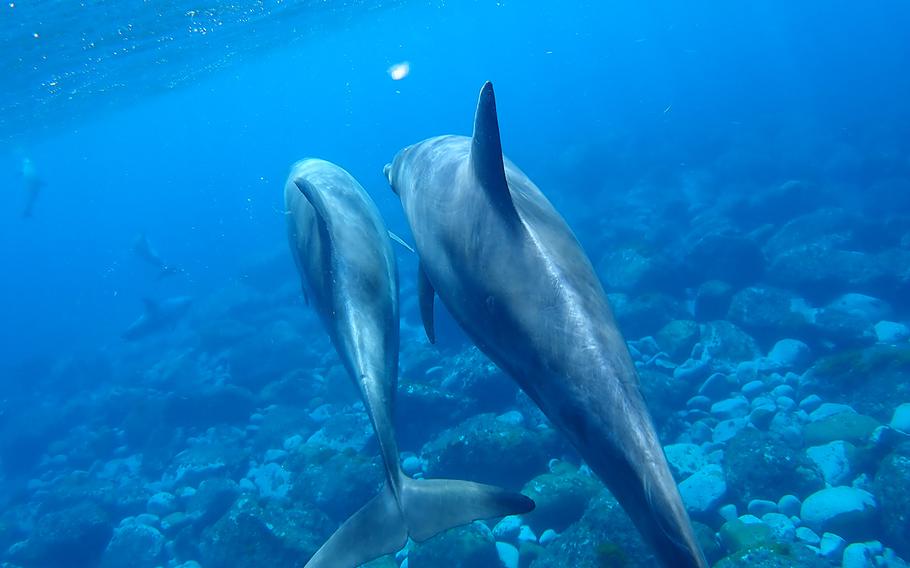 An Indo-Pacific bottlenose dolphin swims with a calf near Mikura Island, Japan, in May 2019.