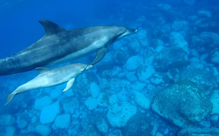An Indo-Pacific bottlenose dolphin swims with a calf near Mikura Island, Japan, in May 2019.