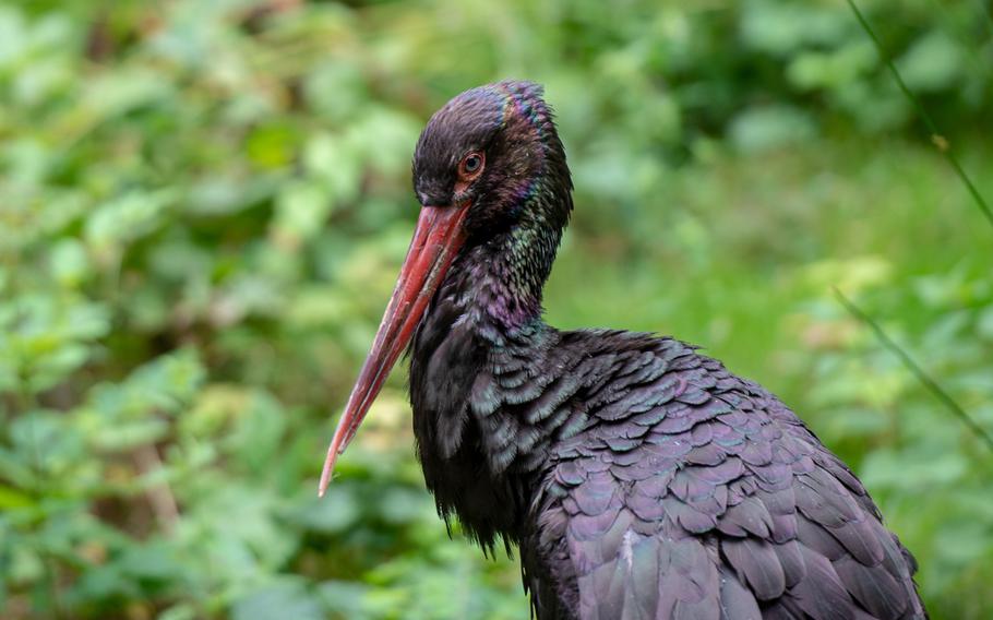 A black stork can be seen in the wildlife park at the Domain of the Caves of Han, Han-sur-Lesse, Belgium.
