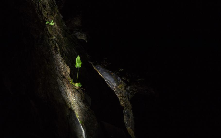 A small plant grows in the crack of a cave wall at the Domain of the Caves of Han, Han-sur-Lesse, Belgium, Aug. 17, 2019.