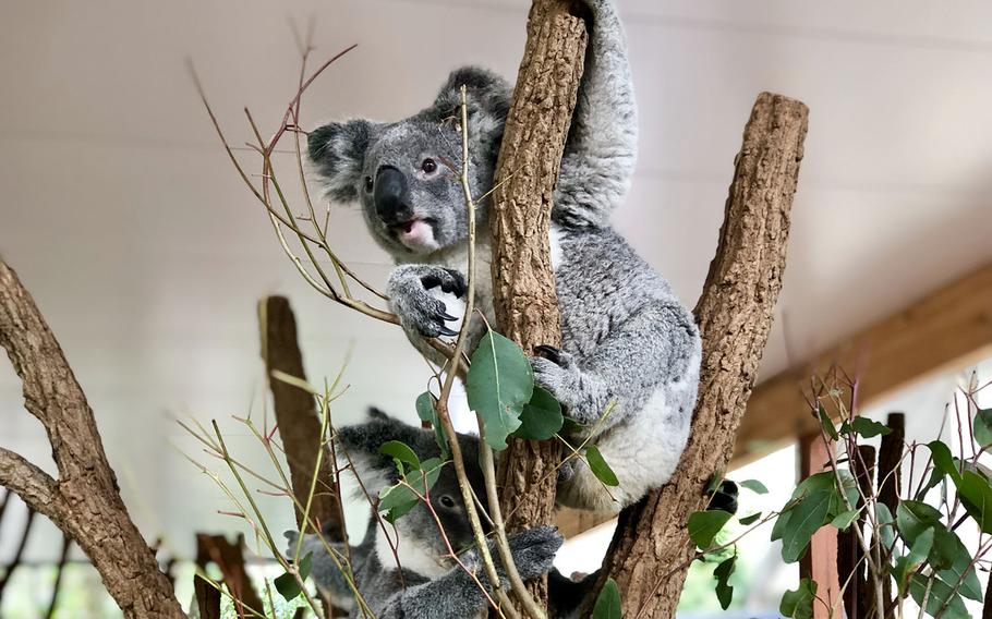 A koala perches among the eucalyptus at Lone Pine Koala Sanctuary near Brisbane, Australia, July 7, 2019.