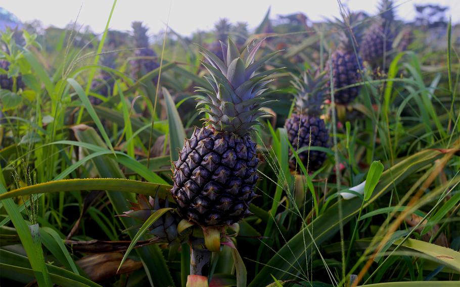 Pineapples grown on Iriomote Island have a peachy, sweet flavor and zero tanginess.