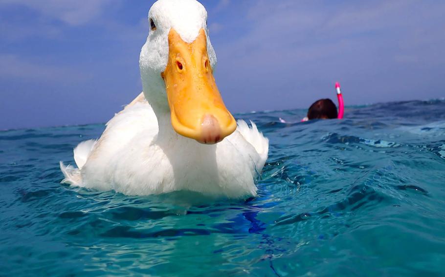 Kin-chan the duck, a cute mascot for the Maesato Tour Boat at Ishigaki Island, Japan, is a sometimes snorkeling companion.