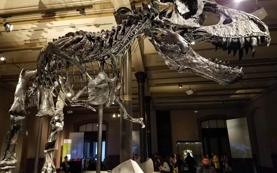 The Tyrannosaurus rex skeleton in the dinosaur exhibit at the Museum of Natural History in Berlin is one of the most complete in the world.