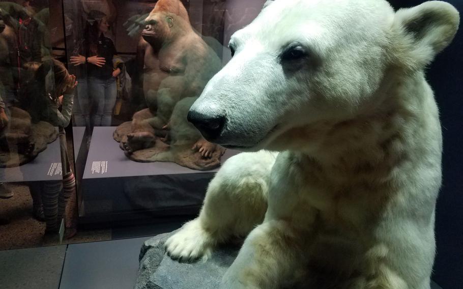 Germany's much-loved Knut the polar bear, who was reared by zookeepers at Berlin Zoo, was preserved after he died at the age of 4 in 2011, and is on display at the Museum of Natural History in Berlin.
