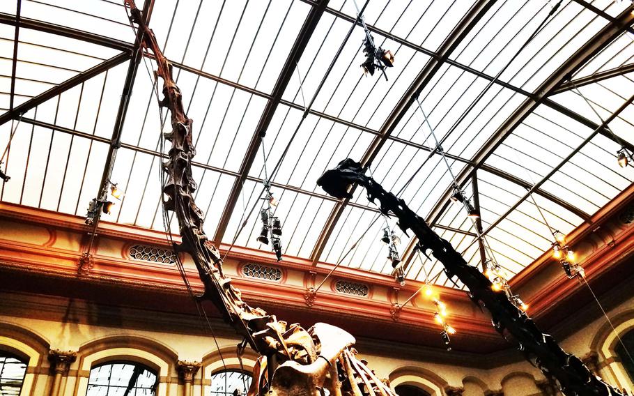 The largest dinosaur skeleton in the world - that of a Giraffatitan - is on display at the Museum of Natural History in Berlin.