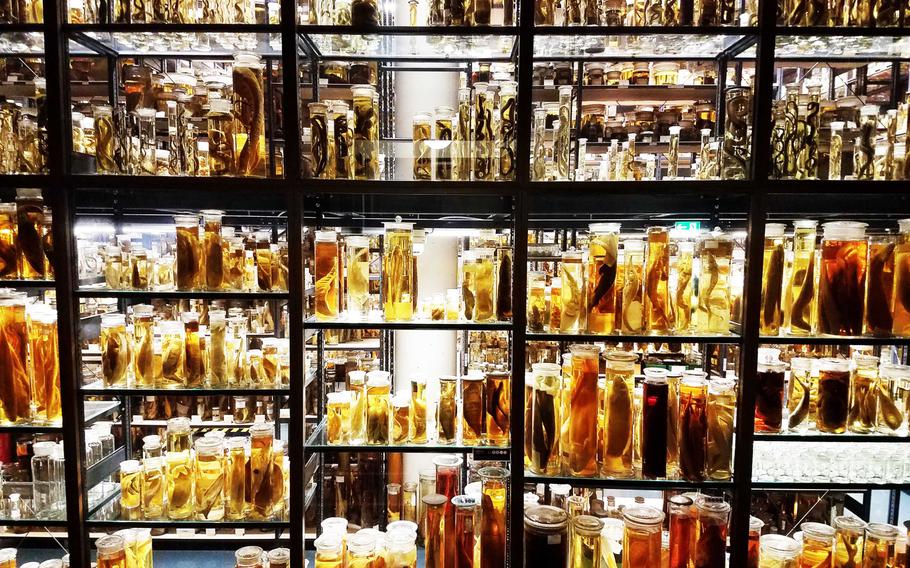 Wet specimens of living things, also known as animals floating in bottles, are on display at the Museum of Natural History in Berlin.