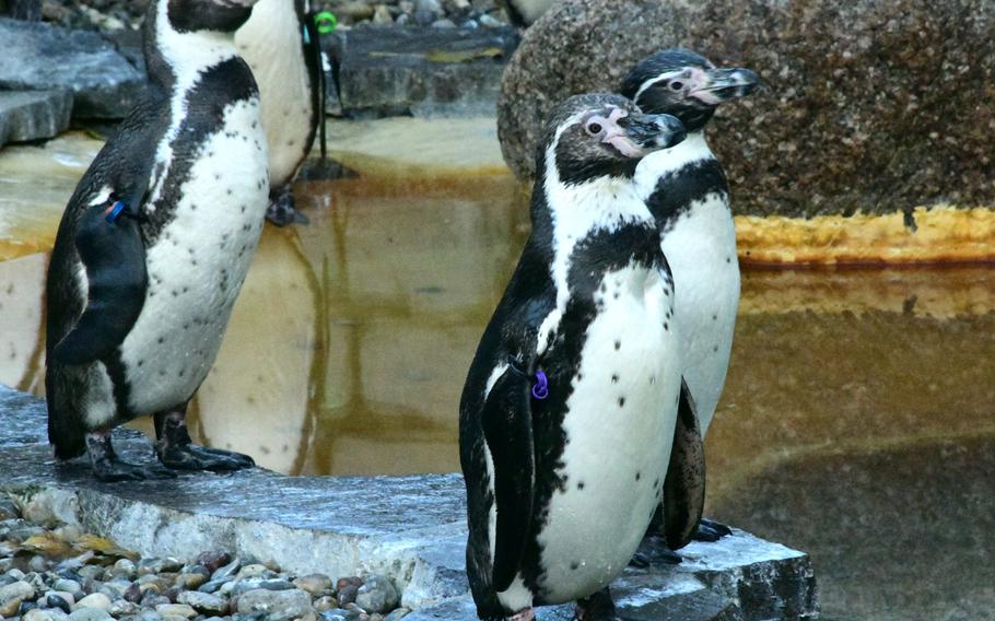 Humboldt penguins in their enclosure in the Luisenpark in Mannheim, Germany. A visit to see the penguins is a good reward for children who hang their pacifiers on the nearby Schnullerbaum - literally pacifier tree - as they try to kick the habit.