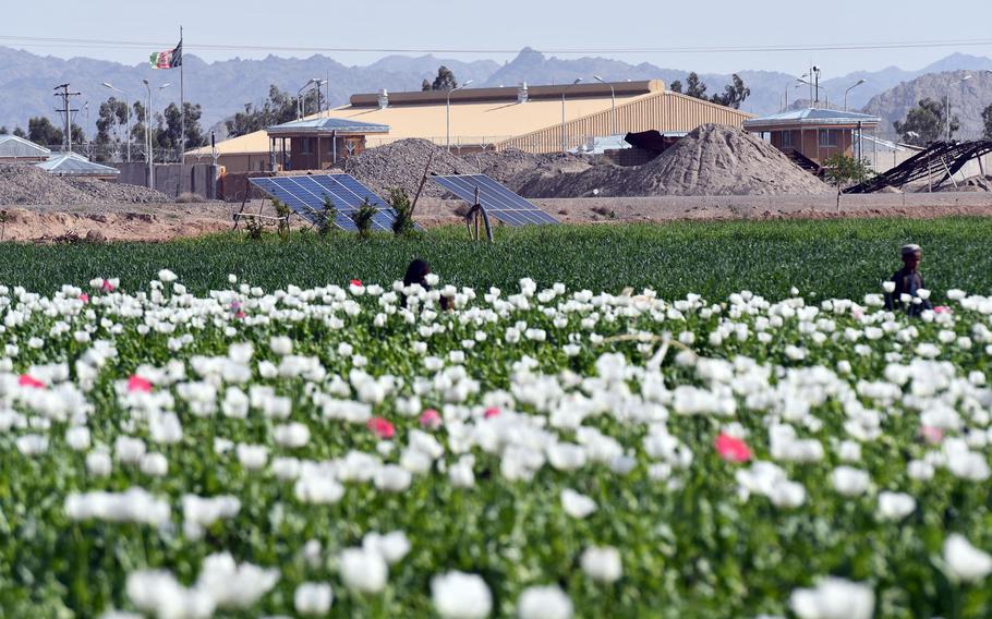 Opium poppies grow near a police station in Zhari district, Kandahar province, on April 9, 2019. Although the acreage planted to poppies in Afghanistan fell last year, the country could produce one of the largest yields of opium in recent years, U.S. government data show.