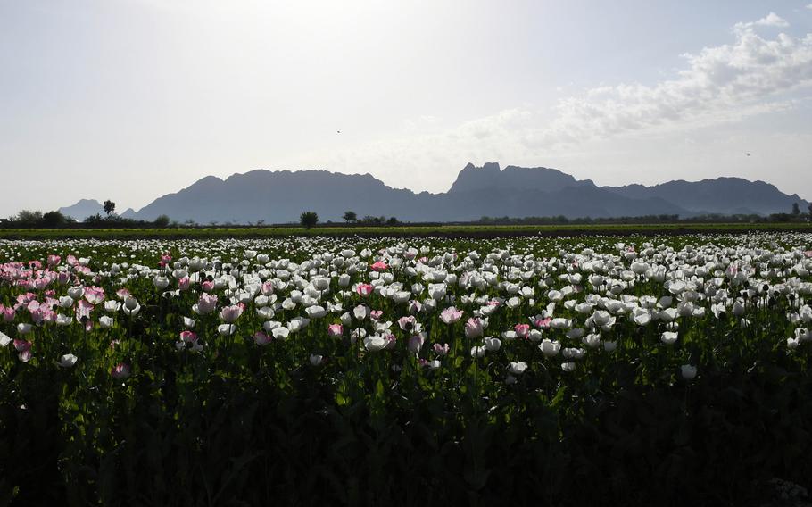 Although the acreage planted to poppies in Afghanistan fell last year, the country could produce one of the largest yields of opium in recent years, U.S. government data show.