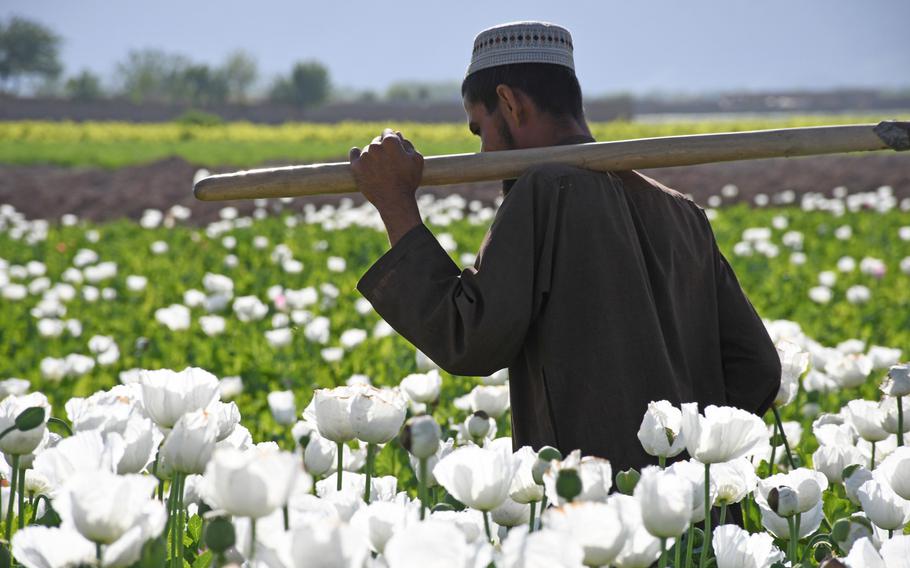 Ghamai, a farmer in Zhari district, Kandahar province, walks through his opium poppy field on April 9, 2019. He says he grows the illegal crop to make money to feed his family.