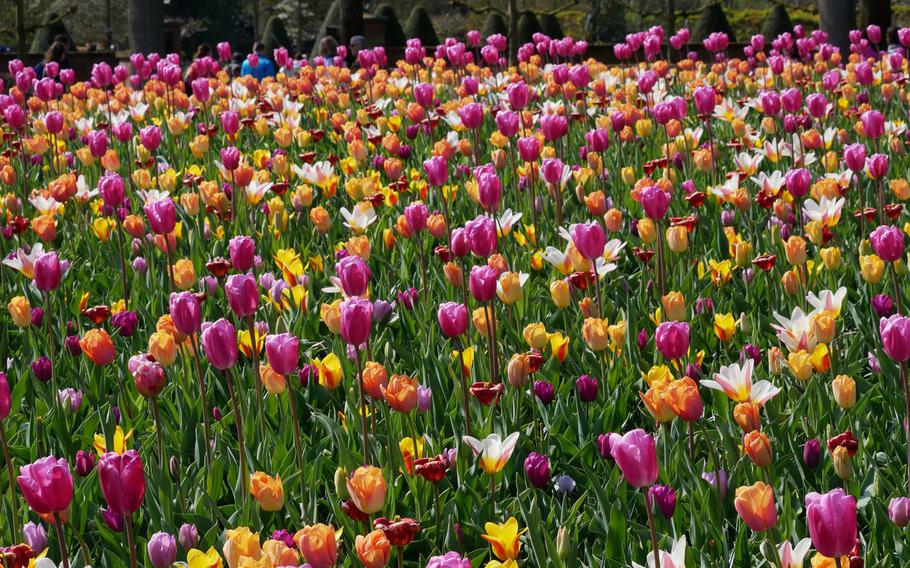 A bevy of different colored tulips bloom inside the entrance of Keukenhof in April 2019. Keukenhof is open from March 21 to May 10 in 2020.