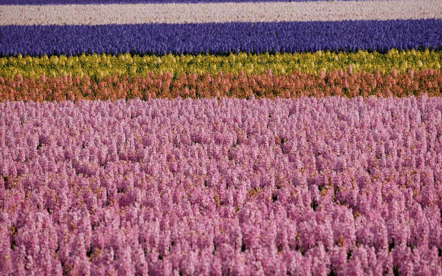 Fields of hyacinths bloom outside Keukenhof, the famed flower gardens on the outskirts of Lisse, Netherlands, in April 2019.