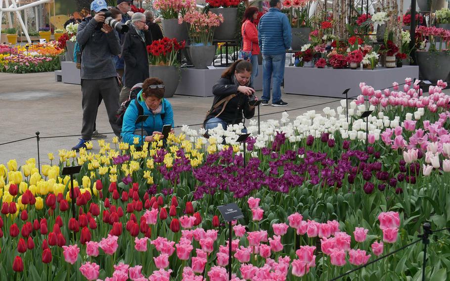 Visitors to Keukenhof photograph the blooming tulips inside the Willem-Alexander pavilion. There are always flowers in bloom here.
