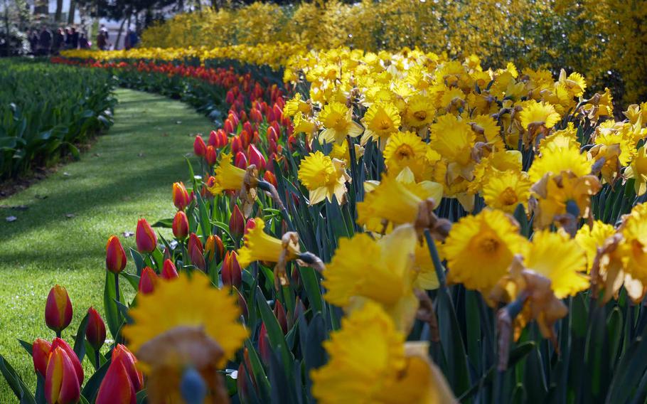 Tulips, daffodils and forsythia bloom at Keukenhof, Holland's famed flower garden on the outskirts of Lisse.