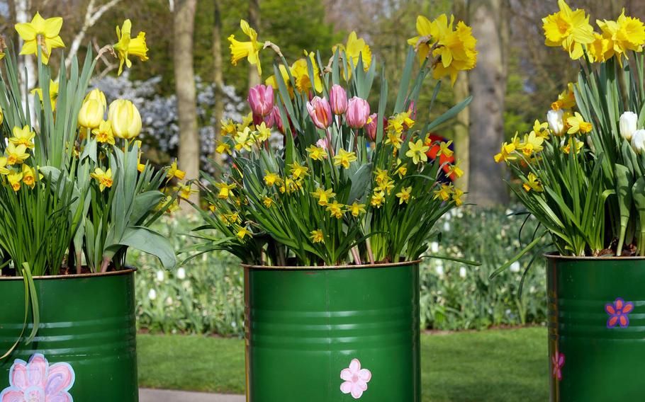 Daffodils and tulips bloom in cans at Keukenhof in 2019. Around 7 million bulbs bloom at the park on the outskirts of Lisse, Netherlands, in the spring.